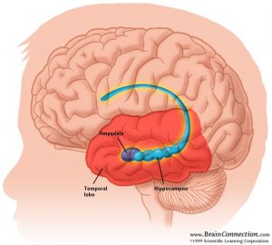 How the brain can hijack your thoughts and words.